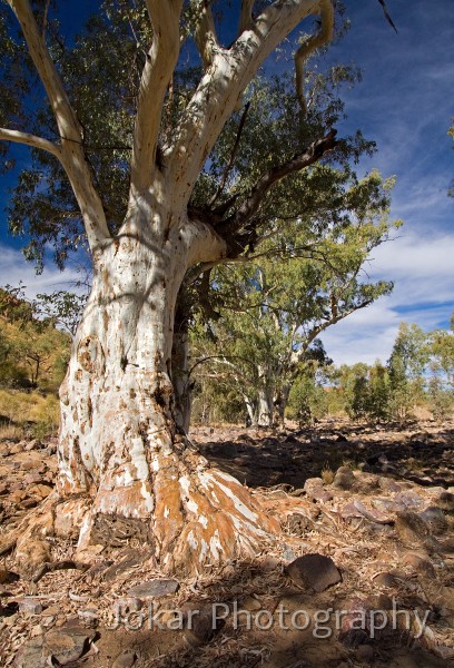 Larapinta_20080602_190 copy.jpg - River Red Gum in Ormiston Gorge